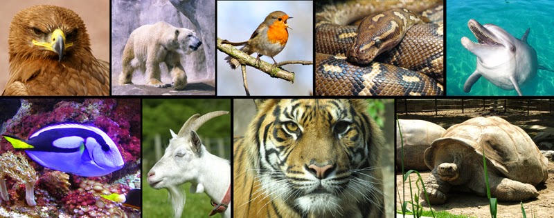 Resultado de imagen de animales diferentes